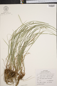 Carex swanii image