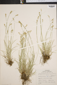 Carex texensis image