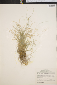 Carex texensis image