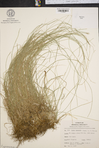 Carex texensis image