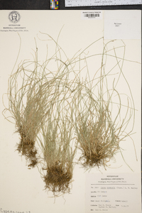 Carex texensis image