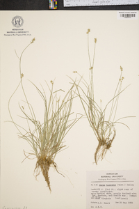 Carex texensis image