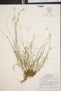 Carex texensis image