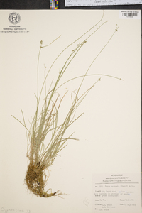 Carex texensis image