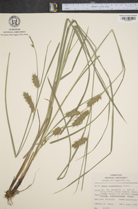 Carex tuckermanii image