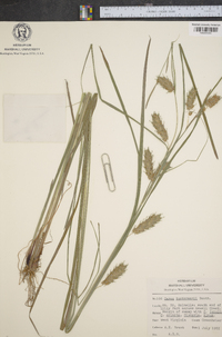 Carex tuckermanii image