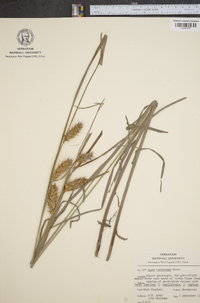 Carex tuckermanii image