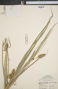 Carex typhina image