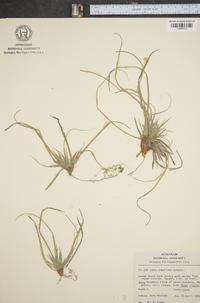 Carex umbellata image