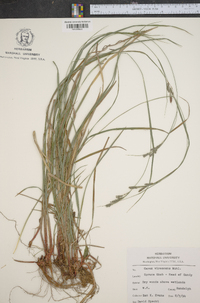 Carex virescens image