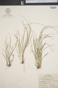 Carex willdenowii image