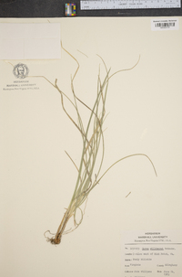 Carex willdenowii image