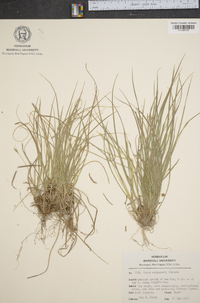 Carex willdenowii image