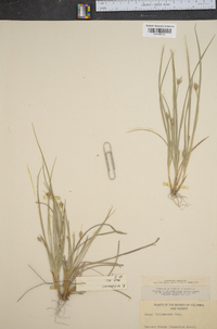 Carex willdenowii image