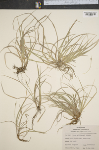 Carex willdenowii image