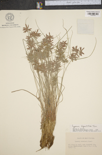 Cyperus bipartitus image