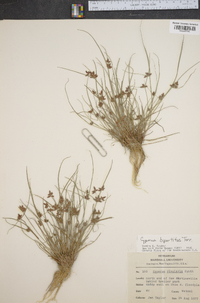 Cyperus bipartitus image