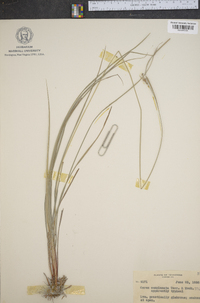 Carex complanata image