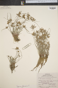 Cyperus flavescens image