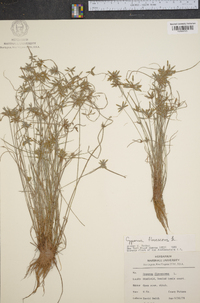 Cyperus flavescens image