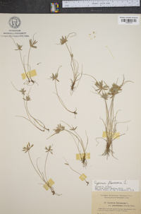 Cyperus flavescens image