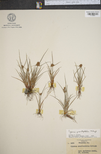 Cyperus granitophilus image