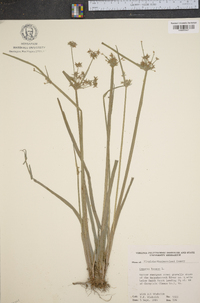 Cyperus haspan image