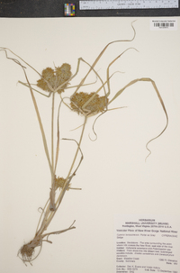 Cyperus lancastriensis image