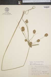 Cyperus lancastriensis image