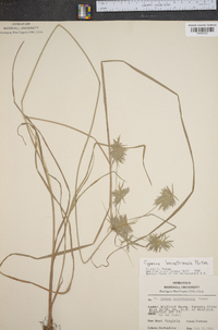 Cyperus lancastriensis image