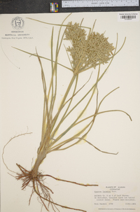 Cyperus lecontei image