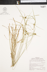 Cyperus lupulinus subsp. lupulinus image