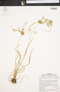 Cyperus refractus image