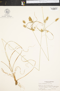 Cyperus retrofractus image