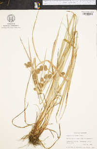 Cyperus retrorsus image