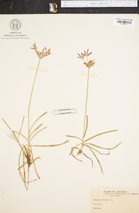 Cyperus rotundus image