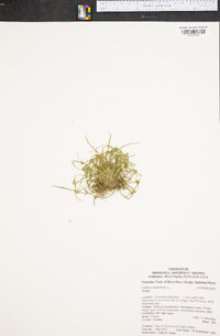 Cyperus squarrosus image