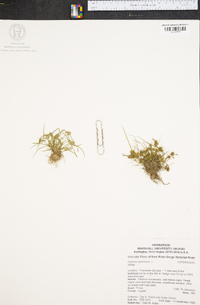 Cyperus squarrosus image