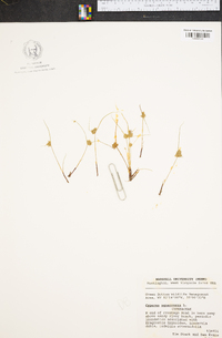 Cyperus squarrosus image