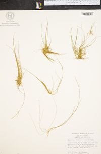 Eleocharis baldwinii image