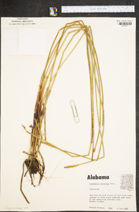 Eleocharis cellulosa image