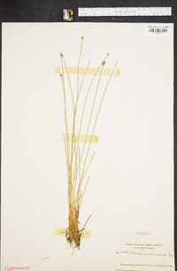 Eleocharis melanocarpa image