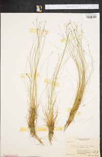 Eleocharis microcarpa image