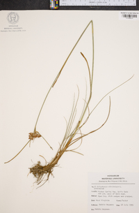 Eriophorum virginicum image