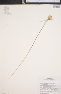 Eriophorum virginicum image