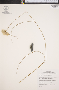 Eriophorum virginicum image