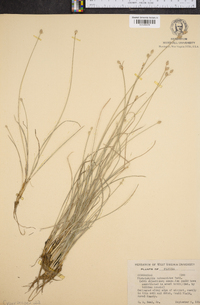 Fimbristylis schoenoides image