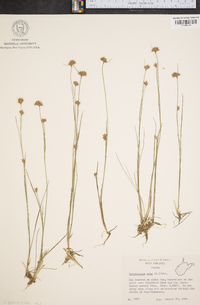 Rhynchospora alba image