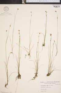 Rhynchospora alba image