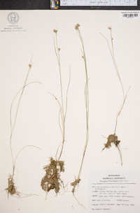 Rhynchospora alba image